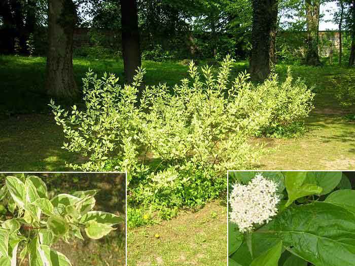 Cornus alba /Svída bílá/