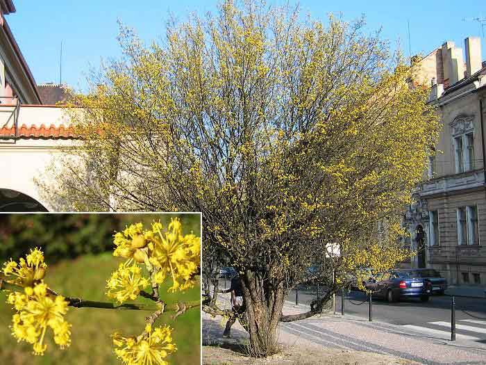 Cornus mas /Dřín obecný/