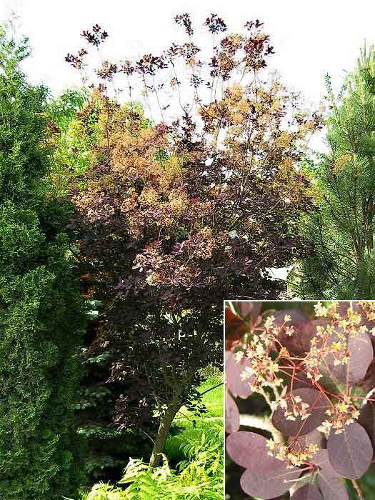 Cotinus coggygria /Ruj vlasatá/