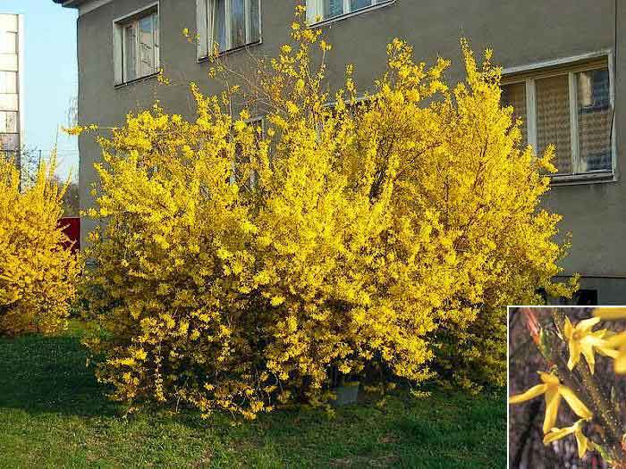 Forsythia x intermedia /Zlatice prostřední/