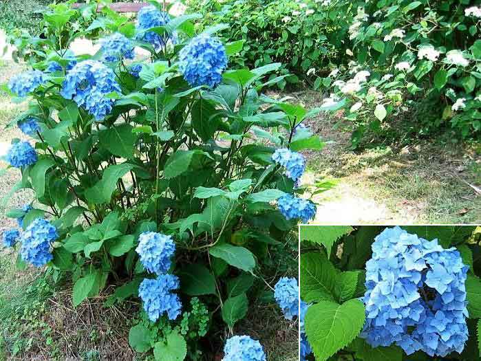 Hydrangea macrophylla /Hortenzie velkolistá/