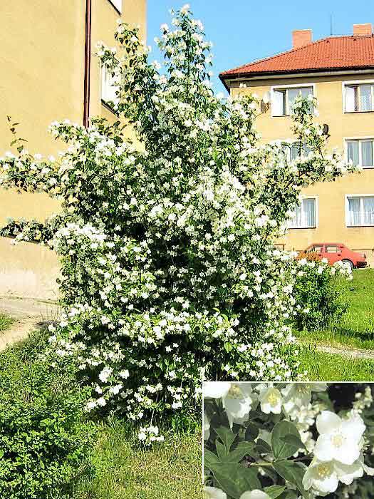 Philadelphus coronarius /Pustoryl věncový/