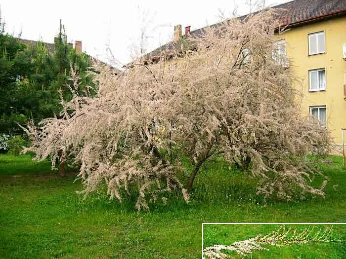 Tamarix parviflora /Tamaryšek drobnokvětý/