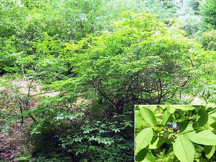 Vaccinium corymbosum /Brusnice - borůvka chocholičnatá (kanadská)/