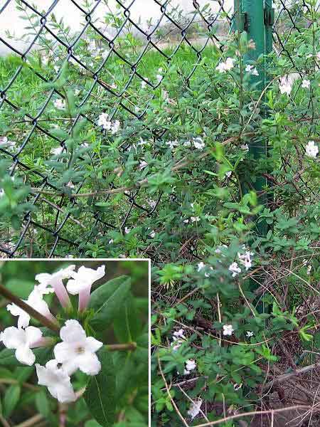 Abelia grandiflora /Abélie velkokvětá/