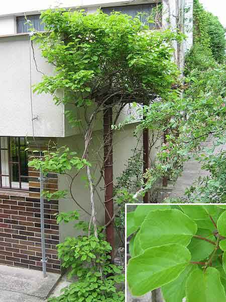 Actinidia arguta /Aktinidie význačná (Kiwi)/