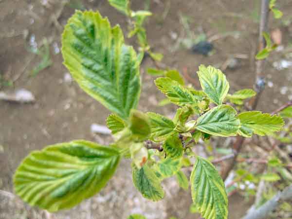 Alnus glutinosa /Olše lepkavá /