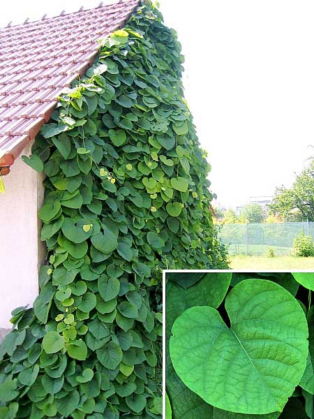 Aristolochia macrophylla /Podražec velkolistý/