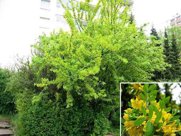 Caragana arborescens 'Lorbergii' /Čimišník obecný - stromový/