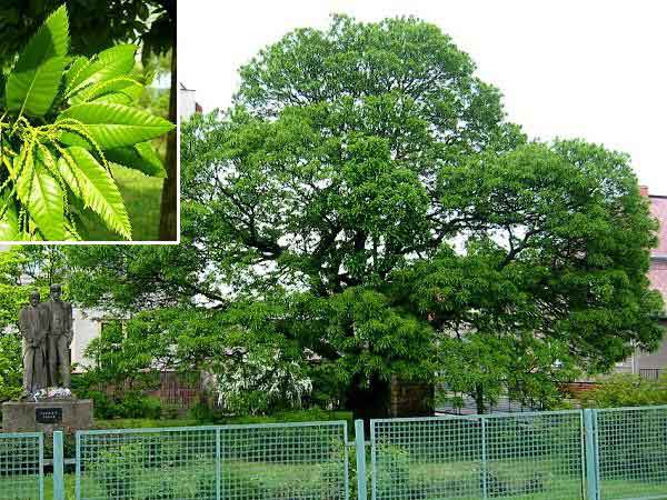 Castanea sativa /Kaštanovník jedlý/