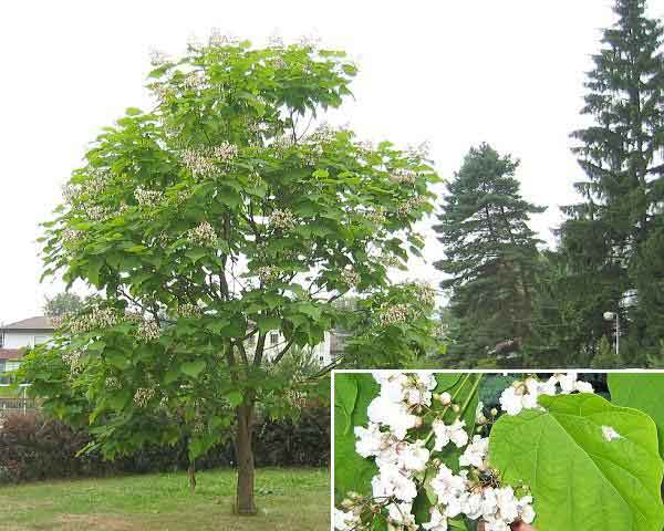 Catalpa bignonioides /Katalpa obecná (trubačovitá)/