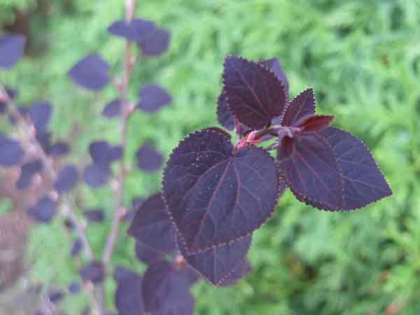 Cercidiphyllum japonicum /Zmarličník japonský/