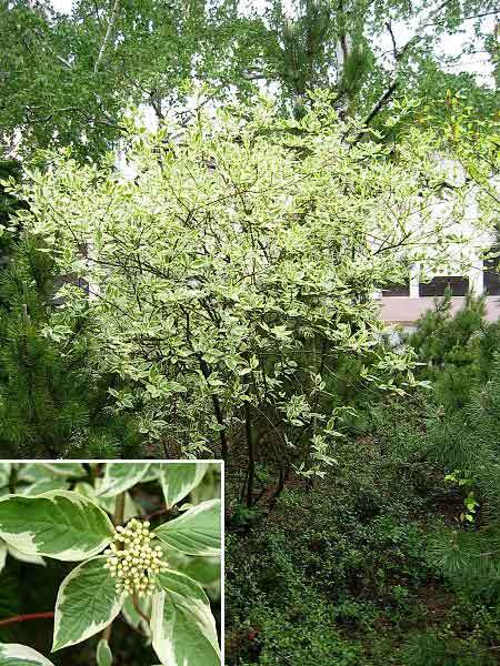 Cornus alba 'Argenteomarginata' /Svída bílá /