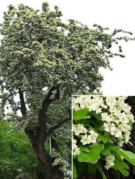 Crataegus laevigata /Hloh obecný (bílý)/