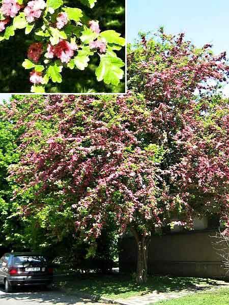 Crataegus laevigata 'Pauls Scarlet' /Hloh obecný (červený)/