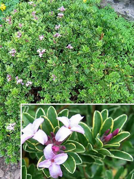 Daphne cneorum 'Variegata' /Lýkovec vonný (pestrolistý)/