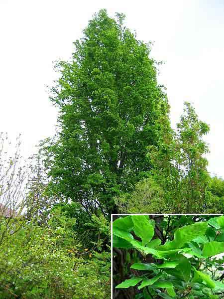 Fagus sylvatica 'Fastigiata' /Buk lesní/