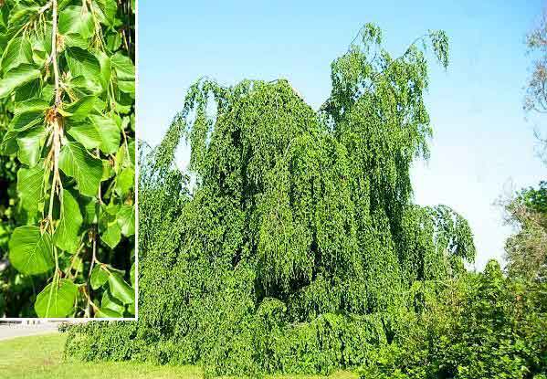 Fagus sylvatica 'Pendula' /Buk lesní/