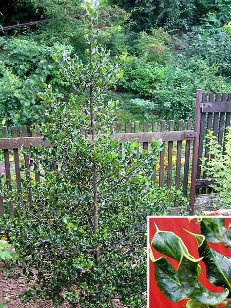 Ilex aguifolium 'Crispa' /Cesmína ostrolistá/