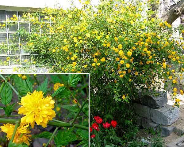 Kerria japonica 'Pleniflora' /Zákula japonská/