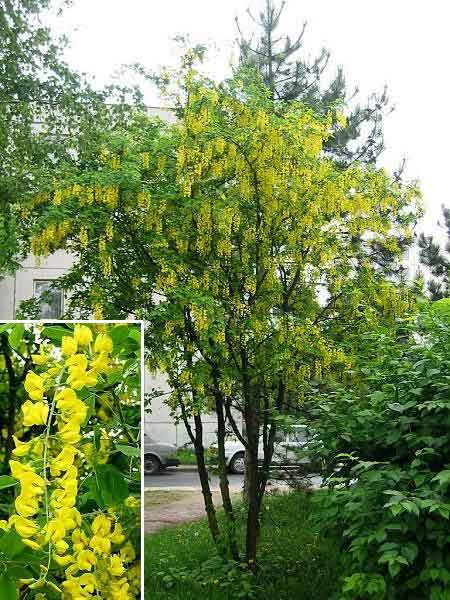 Laburnum anagyroides /Štědřenec obecný (odvislý)/