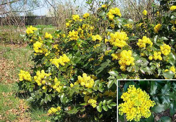 Mahonia aquifolium /Mahonie cesmínolistá/