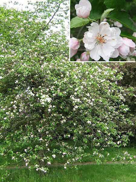 Malus coronaria 'Charlottae' /Jabloň korunná/