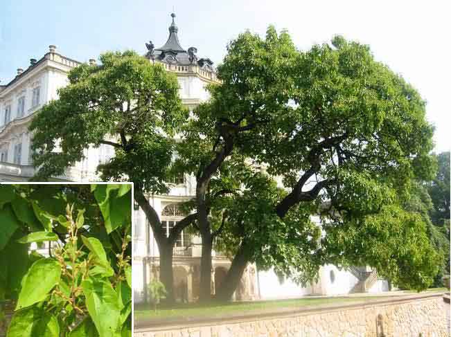 Paulownia tomentosa /Paulovnie plstnatá/