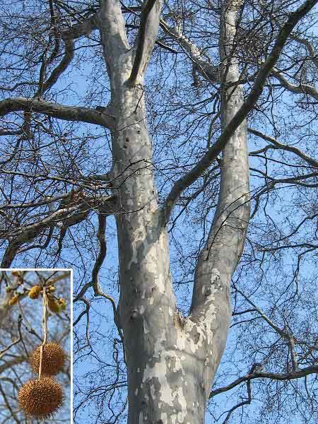 Platanus x acerifolia  /Platan javorolistý/