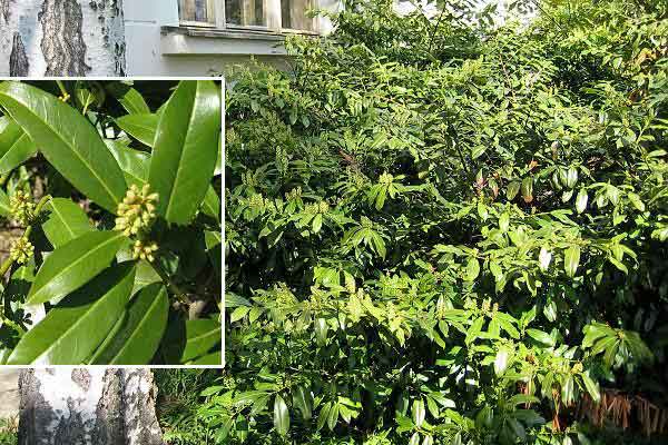 Prunus laurocerasus 'Schipkaensis' /Bobkovišeň lékařská /