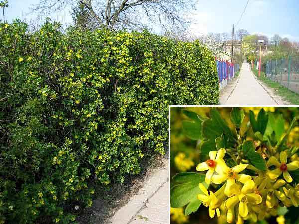 Ribes aureum /Meruzalka zlatá/