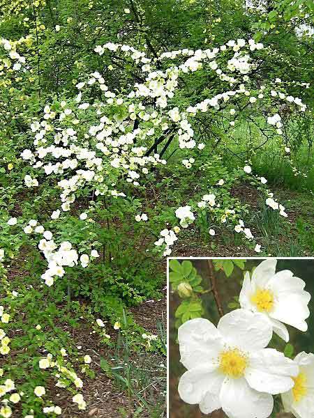 Rosa x hugoptera /Růže (kříž. Hugovy)/