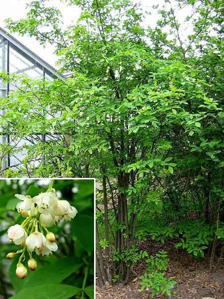 Staphylea pinnata /Klokoč zpeřený/