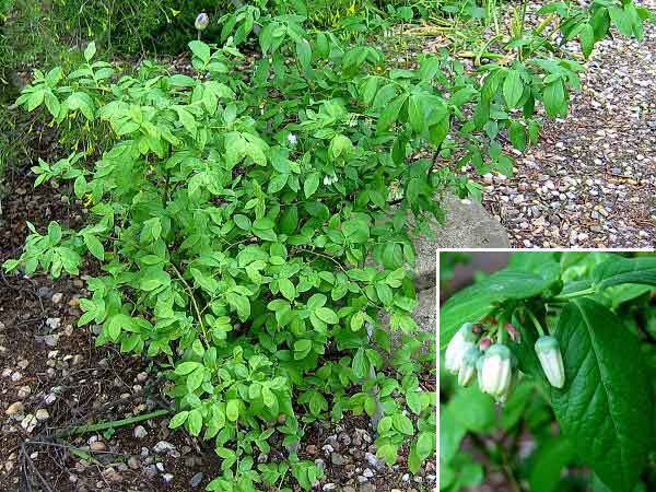 Vaccinium corymbosum  /Brusnice - borůvka chocholičnatá (kanadská)/