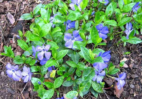 Vinca minor /Barvínek menší (Brčál)/