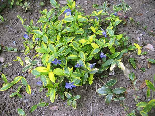 Vinca minor 'Variegata' /Barvínek menší (Brčál - panaš.)/