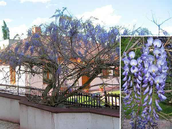 Wisteria sinensis /Vistárie čínská (modrá)/