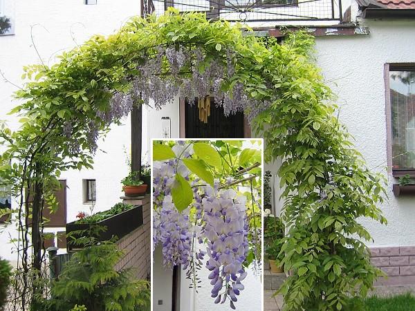 Wisteria sinensis /Vistárie čínská (bělomodrá)/