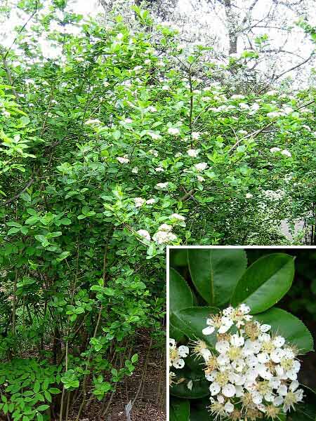 Aronia melanocarpa  /Temnoplodec černoplodý/