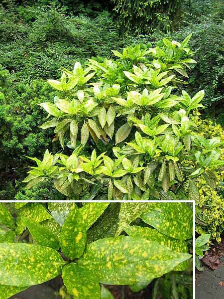 Aucuba japonica 'Variegata' /Aukuba japonská/