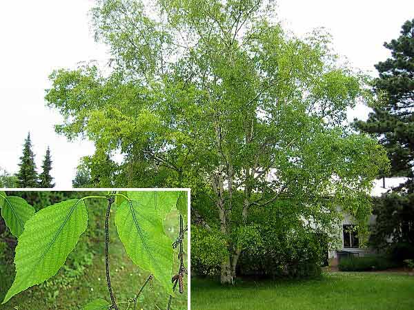 Betula papyrifera   /Bříza papírová/