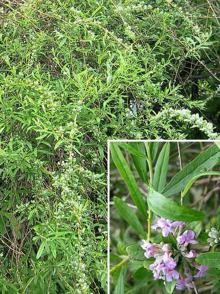 Buddleia alternifolia  /Komule střídavolistá/