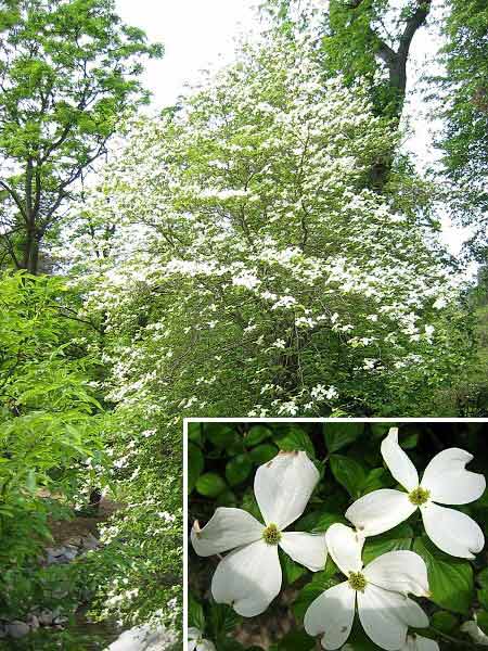 Cornus florida  /Dřín květnatý/