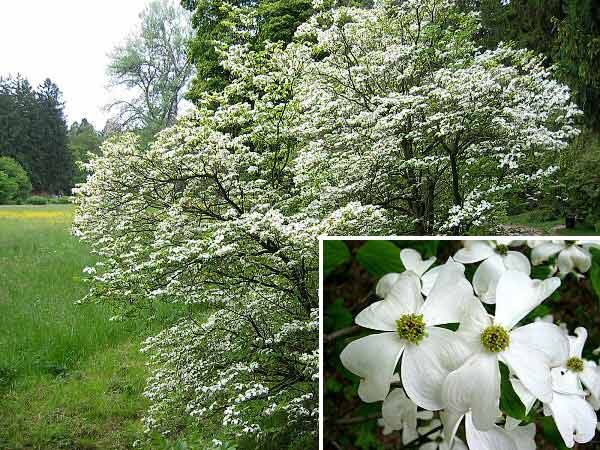 Cornus florida   /Dřín květnatý/