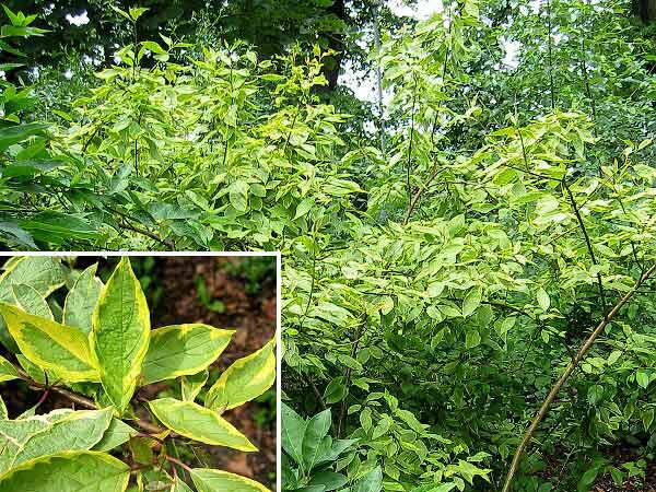 Cornus alba 'Spaethii' /Svída bílá/