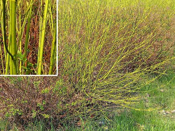 Cornus sericea 'Flaviramea' /Svída výběžkatá/