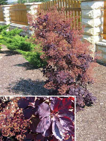 Cotinus coggygria 'Rubrifolius' /Ruj vlasatá/