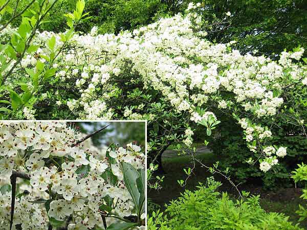 Crataegus crus-galli  /Hloh kuří noha/