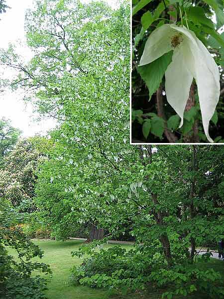 Davidia involucrata var. vilmoriana  /Davidie listenová/