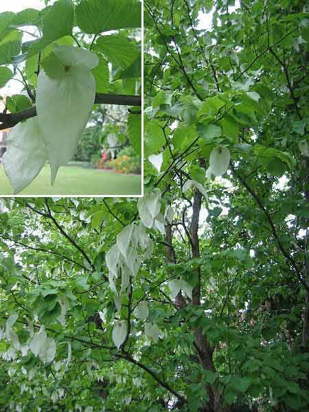 Davidia involucrata var. vilmoriana   /Davidie listenová/